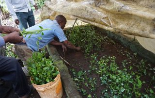 MOVING SEEDLINGS TO THE FARM MOVING SEEDLINGS TO THE FARM